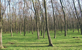 Министр окружающей среды Акацию в лесах Молдовы нужно заменить