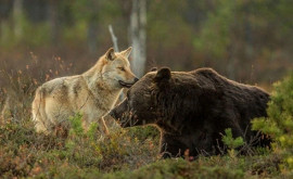 Необычный случай охоты медведя гризли со стаей волков попал на видео