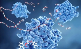 Cercetători italieni au descoperit că lipsa unei enzime poate provoca Scleroza laterală amiotrofică studiu
