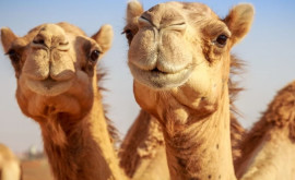 В Саудовской Аравии открыли первый в мире отель для верблюдов
