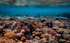 На западе Шотландии обнаружен новый вид глубоководных кораллов