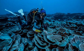 Un recif de corali gigant în formă de trandafir descoperit la 30 de metri adîncime în largul Tahiti