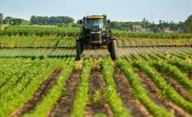 Выявлены картельные соглашения на рынке фитосанитарной продукции в Молдове