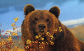 Учёные заметили изменение в поведении бурых медведей после спячки