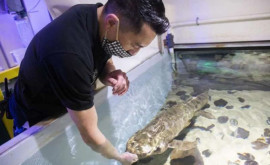 Самая старая в мире аквариумная рыба живет в СанФранциско