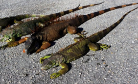 În Florida este atît de frig încît iguanele cad din copaci