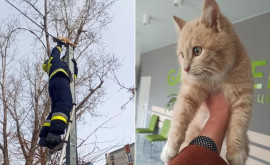 Операция Пушистый в опасности пожарные в Комрате спасли кота ВИДЕО