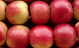 Молдова наращивает экспорт яблок