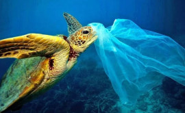 Пластиковая угроза нависла над морскими черепахами в Арабских Эмиратах