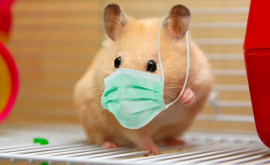 Studiu Hamsterii pot transmite COVID19 către oameni