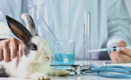Швейцария намерена запретить тестирование лекарств на животных