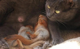 O pisică a adăpostit două veverițe