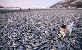Zeci de mii de pești morți au fost aduși de valuri pe o plajă din Chile