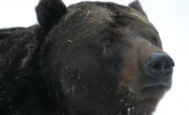 Гигантский черный медведь терроризирует жителей Калифорнии