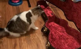 Странная и забавная реакция кота на звук гитары развеселит многих