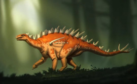 Китайские палеонтологи нашли древнейшего стегозавра