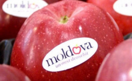 Rusia a permis importul fructelor din Moldova tuturor producătorilor 