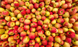Pomicultorii speră să vîndă 100120 mii tone de mere din depozitele de fructe din Moldova