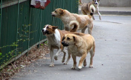 Două licitații pentru sterilizarea în capitală a 1500 de câini fără stăpîn