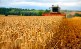 Аграрии Молдовы делают прогнозы на урожай пшеницы 