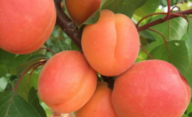 Молдова может увеличить экспорт абрикосов в Евросоюз