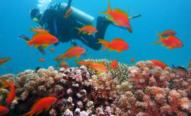 Гавайские кораллы показали удивительную устойчивость к потеплению океанов