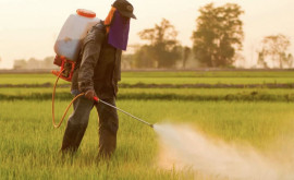 Ежегодно в Республике Молдова используется более двух тысяч тонн пестицидов 