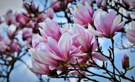 Magnolia cum se alege pentru plantare și cum o îngrijești 