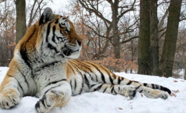 Тигр Путин внезапно умер в зоопарке США