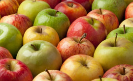 95 молдавских яблок остаются в хранилищах