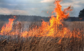 Растительные пожары продолжают наносить серьезный ущерб