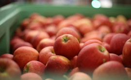 Pe rafturile magazinelor din România au apărut mere moldovenești