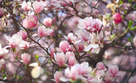 La Grădina Botanică din Chişinău a înflorit magnolia