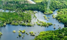 Тропические леса Амазонки в Бразилии достигли нового рекорда по вырубке лесов