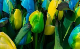 В Нидерландах вывели новый сорт тюльпанов в цветах украинского флага