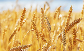 Guvernul inițiază eliberarea grîului alimentar din rezervele de stat