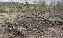 Незаконная вырубка деревьев на Балканском шоссе Разыскиваются виновные