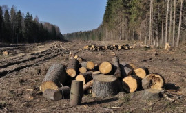 За незаконную вырубку леса наложены штрафы на миллион леев