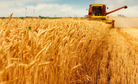 В Молдове засеяли меньше озимой пшеницы