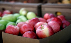 Producătorii moldoveni de fructe se plîng că nuşi pot exporta producţia în timp util
