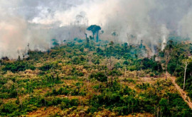 За 2021 год Земля потеряла 111 млн гектаров важных для климата дождевых лесов