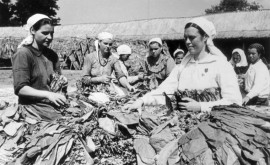 Взгляд в прошлое Сбор листьев табака в селе Бравичены Оргеевского района 1950 г