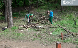 Столичная примэрия о незаконной вырубке деревьев в парке Валя Морилор