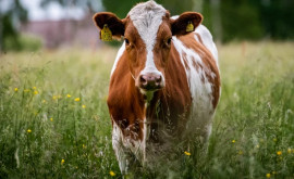 Законодательная инициатива Более гибкие условия реализации продукции животноводства населением