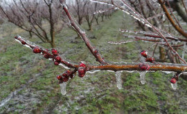 На севере Молдовы от заморозков очень пострадали сады косточковых фруктов