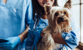 Proiectul de lege pentru modificarea Legii privind activitatea sanitară veterinară votat în prima lectură