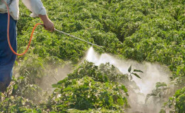 Власти призывают население к осторожности при использовании пестицидов