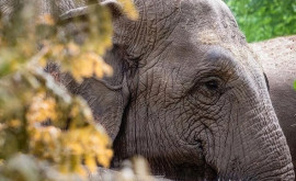 Zimbabwe 60 de persoane au fost ucise de elefanţi anul acesta