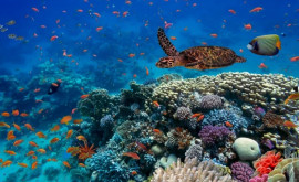 В Австралии зафиксировали обесцвечивание более 90 кораллов Большого Барьерного рифа