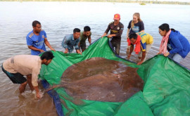 Камбоджийские рыбаки случайно поймали ската весом 180 кг